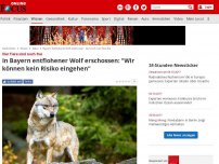 Bild zum Artikel: Vier Tiere sind noch frei - In Bayern entflohener Wolf erschossen: 'Wir können kein Risiko eingehen'