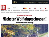 Bild zum Artikel: Betäubung nicht möglich - Ein Wolf abgeschossen!