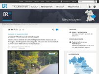 Bild zum Artikel: Ausbruch im Bayerischen Wald: Zweiter Wolf wurde erschossen