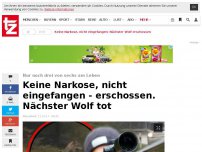 Bild zum Artikel: Keine Narkose, nicht eingefangen - erschossen. Nächster Wolf tot