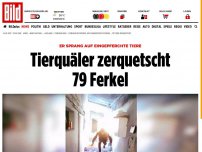 Bild zum Artikel: 79 Tiere zerquetscht - Tierquäler springt auf eingepferchte Ferkel