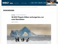 Bild zum Artikel: Tragödie in der Arktis: 18.000 Pinguin-Küken verhungerten, nur zwei überlebten