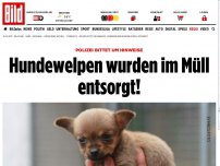 Bild zum Artikel: Polizei bittet um Hinweise - Hundewelpen wurden im Müll entsorgt!