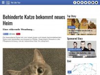 Bild zum Artikel: Behinderte Katze bekommt neues Heim