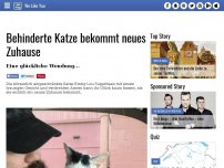 Bild zum Artikel: Behinderte Katze bekommt neues Zuhause