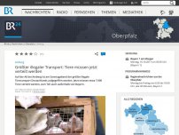 Bild zum Artikel: Amberg: Wohl größter illegaler Tiertransport Deutschlands gestoppt