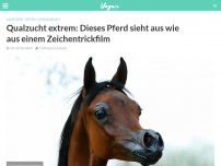 Bild zum Artikel: Qualzucht extrem: Dieses Pferd sieht aus wie aus einem Zeichentrickfilm