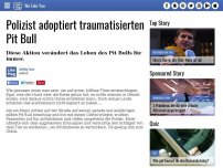 Bild zum Artikel: Polizist adoptiert traumatisierten Pit Bull