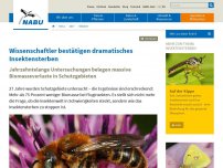Bild zum Artikel: Wissenschaftler bestätigen dramatisches Insektensterben