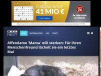 Bild zum Artikel: Affendame 'Mama' will sterben: Für ihren Menschenfreund lächelt sie ein letztes Mal