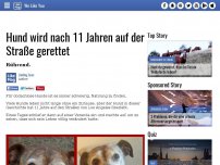 Bild zum Artikel: Hund wird nach 11 Jahren auf der Straße gerettet