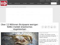 Bild zum Artikel: Über 12 Millionen Brutpaare weniger: NABU meldet drastisches Vogelsterben