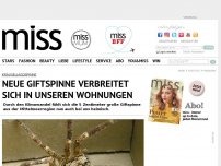 Bild zum Artikel: Kräuseljagdspinne: Neue Giftspinne verbreitet sich in unseren Wohnungen