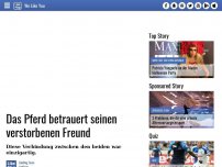 Bild zum Artikel: Das Pferd betrauert seinen verstorbenen Freund