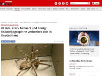 Bild zum Artikel: Sie kommt aus Italien - 20 cm, stark behaart und bissig: Kräuseljagdspinne verbreitet sich in Deutschland