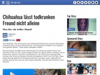 Bild zum Artikel: Chihuahua lässt todkranken Freund nicht alleine