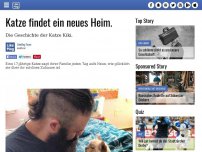 Bild zum Artikel: Katze findet ein neues Heim.