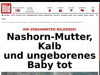 Bild zum Artikel: Ihr verdammten Wilderer! - Nashorn-Mutter, Kalb und ungeborenes Baby tot