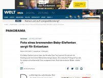 Bild zum Artikel: Foto eines brennenden Baby-Elefanten sorgt für Entsetzen