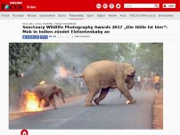 Bild zum Artikel: „Die Hölle ist hier“ - Mob in Indien zündet Elefantenbaby an