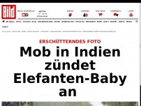 Bild zum Artikel: Grausame Tierquälerei - Mob in Indien zündet Elefanten-Baby an
