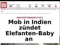 Bild zum Artikel: Grausame Tierquälerei - Mob in Indien zündet Elefanten-Baby an 