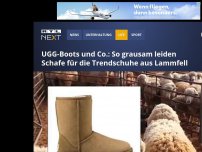 Bild zum Artikel: UGG-Boots und Co.: So grausam leiden Schafe für die Trendschuhe aus Lammfell