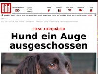Bild zum Artikel: Fiese Tierquäler - Hund ein Auge ausgeschossen