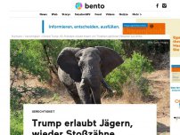 Bild zum Artikel: Trump erlaubt Jägern, ab sofort wieder Stoßzähne getöteter Elefanten einzuführen