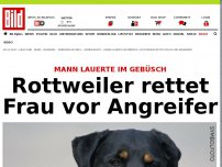 Bild zum Artikel: Mann lauerte im Gebüsch - Rottweiler rettet Frau vor Angreifer