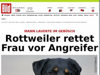 Bild zum Artikel: Mann lauerte im Gebüsch - Rottweiler rettet Frau vor Angreifer