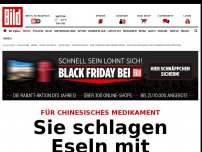 Bild zum Artikel: Für chinesische Medizin - Sie schlagen Eseln die Köpfe mit Hämmern ein