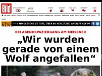 Bild zum Artikel: Bei Abendspaziergang - Wolf fällt Familienhund an