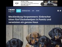 Bild zum Artikel: Mecklenburg-Vorpommern: Einbrecher töten fünf Dackelwelpen in Pamitz und verwüsten ein ganzes Haus