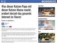 Bild zum Artikel: Was dieser Katzen-Papa mit dieser Katzen-Mama macht, erobert derzeit das gesamte Internet im Sturm!