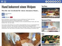 Bild zum Artikel: Hund bekommt einen Welpen