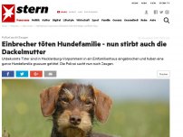 Bild zum Artikel: Polizei sucht Zeugen: Einbrecher töten Hundefamilie - nun stirbt auch die Dackelmutter