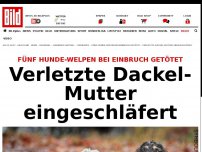 Bild zum Artikel: Brutales Verbrechen - Einbrecher töten 5 Hunde-Welpen