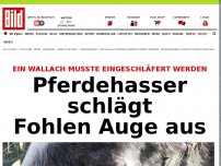 Bild zum Artikel: Wallach gestorben - Pferdehasser schlägt Fohlen Auge aus