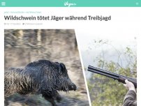 Bild zum Artikel: Wildschwein tötet Jäger während Treibjagd