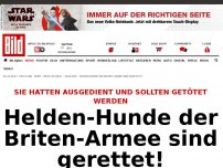 Bild zum Artikel: Sie sollten getötet werden - Helden-Hunde der Briten-Armee sind gerettet!