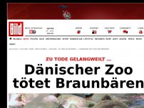 Bild zum Artikel: Zu Tode gelangweilt … - Dänischer Zoo tötet Braunbären