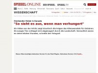 Bild zum Artikel: Sterbender Eisbär in Kanada: 'So sieht es aus, wenn man verhungert'