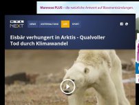 Bild zum Artikel: Eisbär verhungert in Arktis - Qualvoller Tod durch Klimawandel