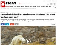 Bild zum Artikel: Ergreifende Bilder: Umweltaktivist filmt sterbenden Eisbären: 'So sieht Verhungern aus'