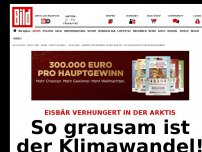 Bild zum Artikel: Eisbär verhungert - So grausam ist der Klimawandel!