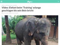 Bild zum Artikel: Video: Elefant beim ‘Training’ solange geschlagen bis sein Bein bricht