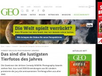 Bild zum Artikel: Das sind die lustigsten Tierfotos des Jahres