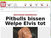 Bild zum Artikel: Besitzerin verzweifelt - »Pitbulls bissen meinen Welpen Elvis tot