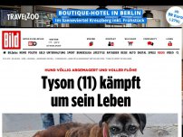 Bild zum Artikel: Hund völlig abgemagert - Tyson (11) kämpft um sein Leben